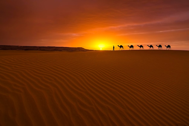 Camel caravan at desert sunset