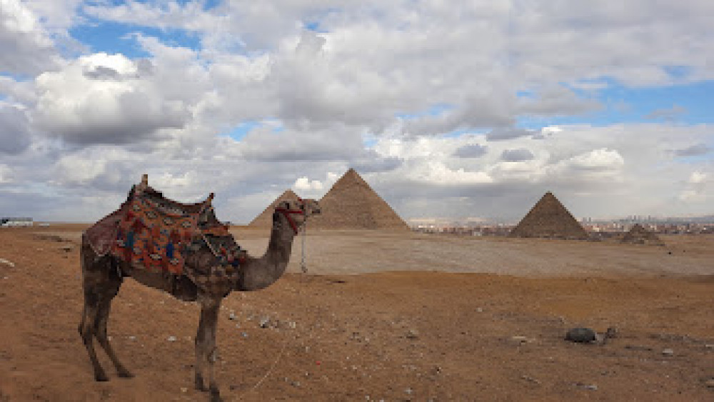 Camel before the Pyramids of Giza