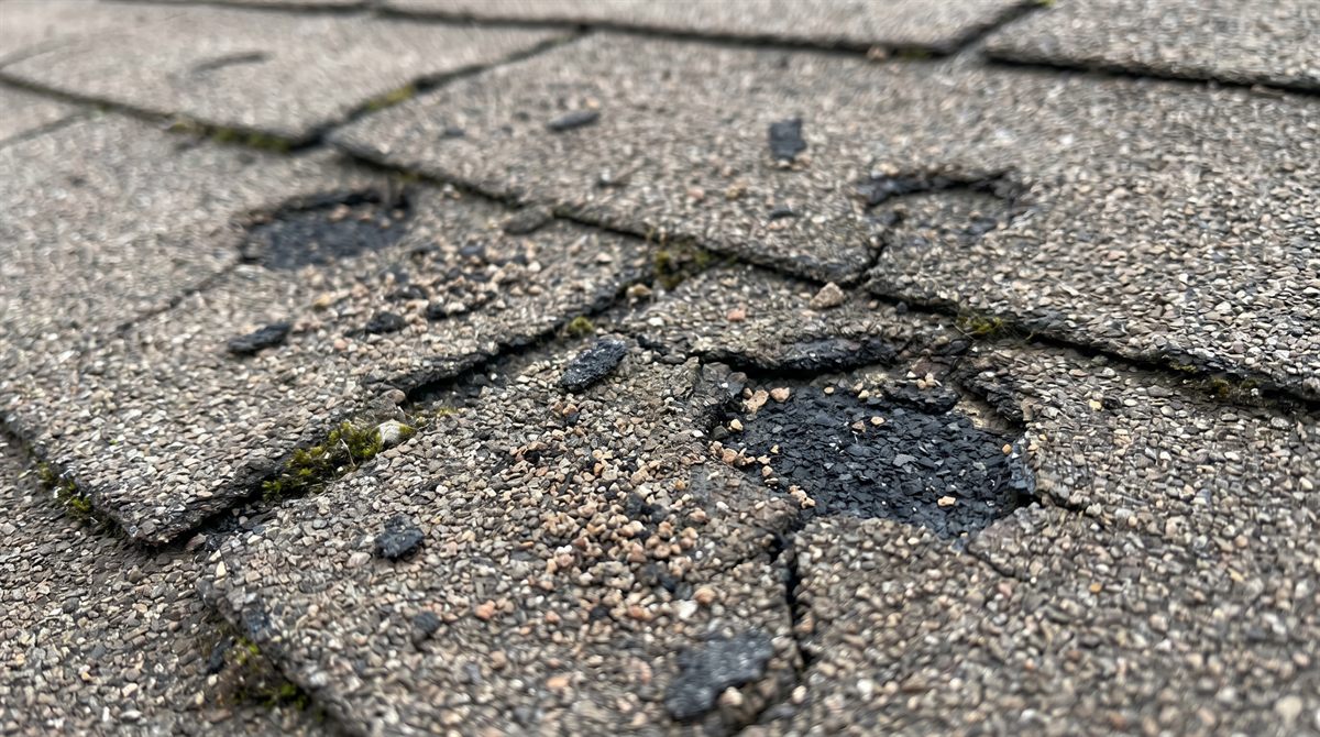 Close-up of asphalt shingles showing hail bruises, cracks and granule loss after a storm