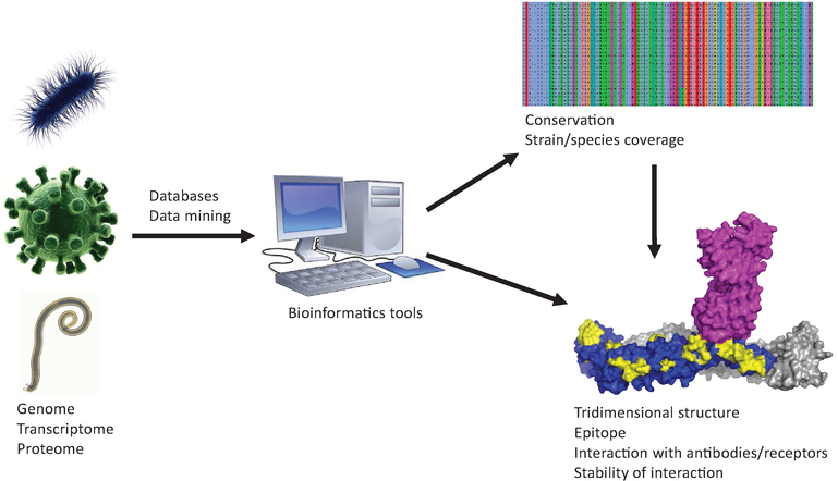 Role of Genomics in Vaccine Development