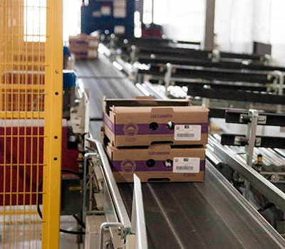 Packing & Sorting Belts