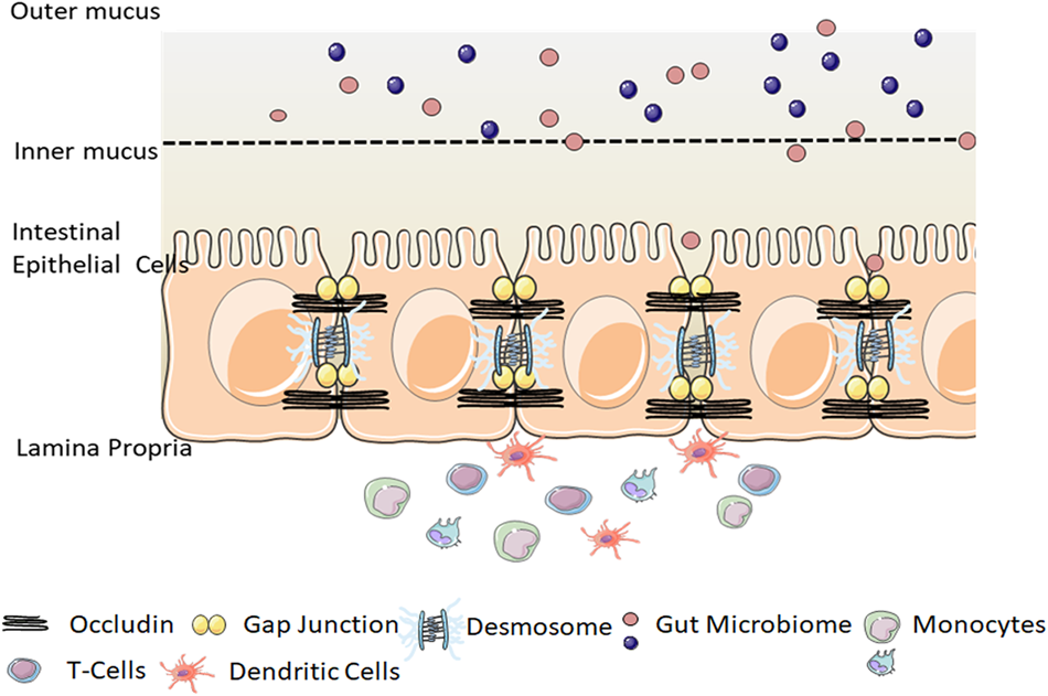 Intestinal Barrier Structure