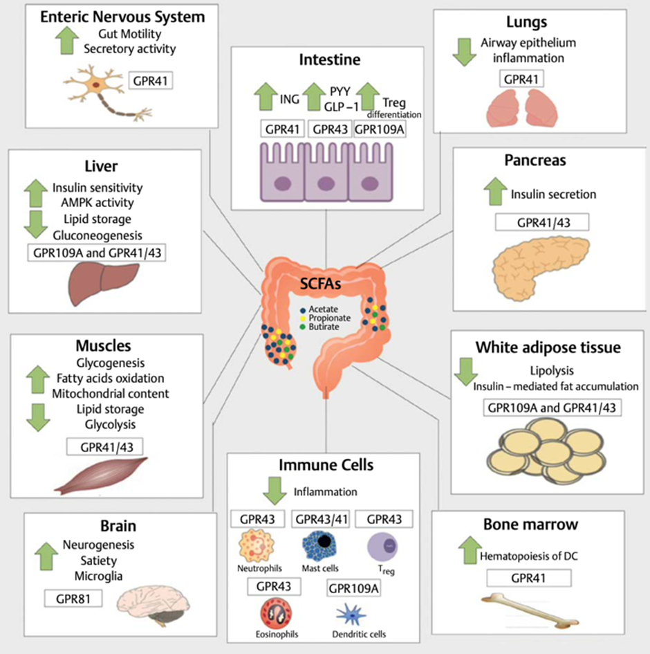SCFA Systemic Effects on Immune System