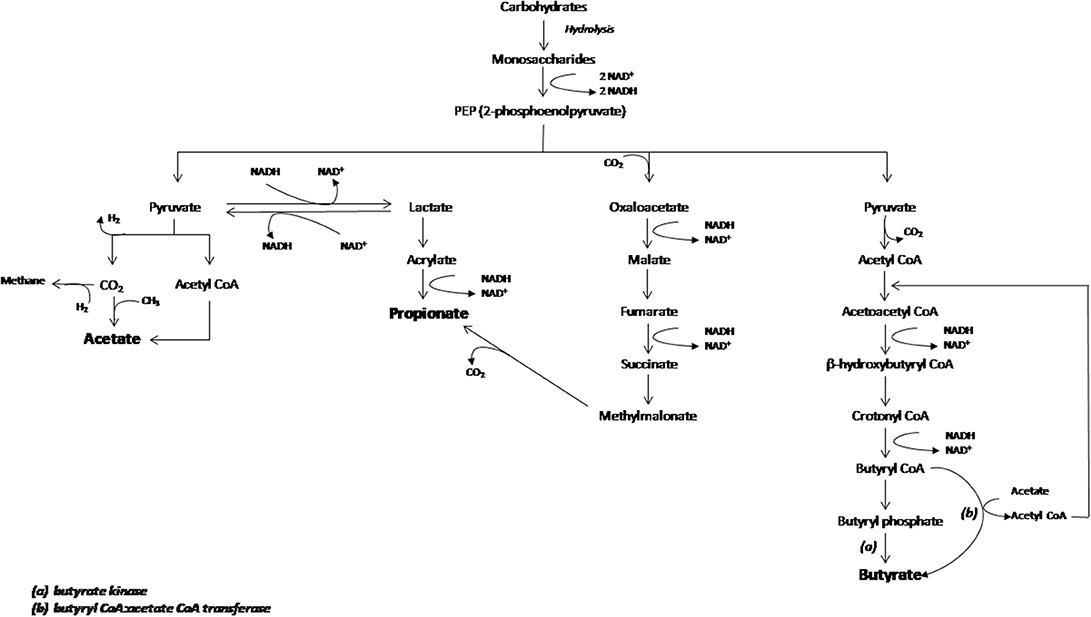 Fiber Sources for SCFA Production