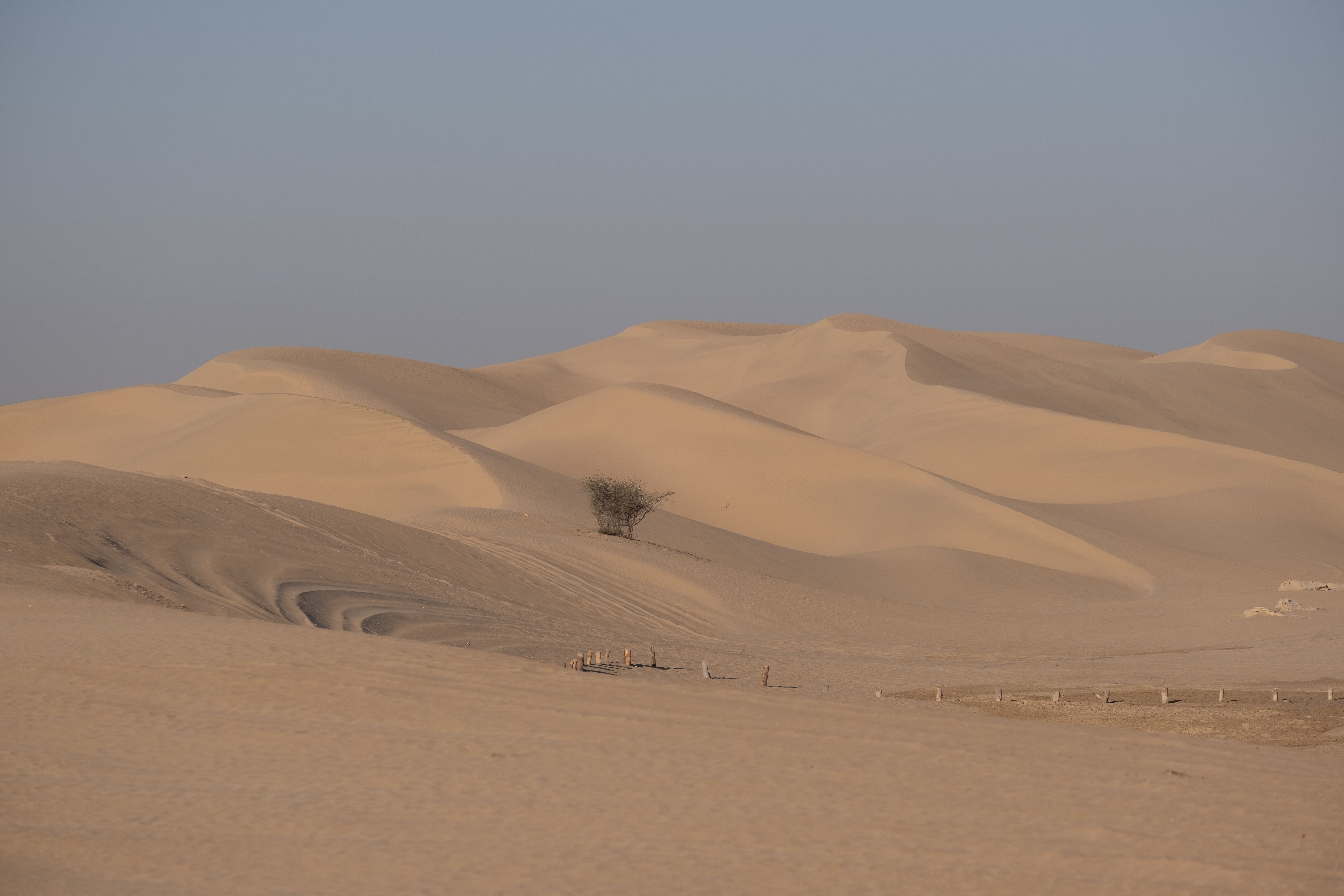 Kuwait desert ecosystem — dunes with a lone shrub