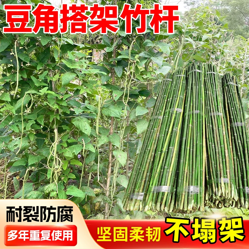 豆角搭架竹竿