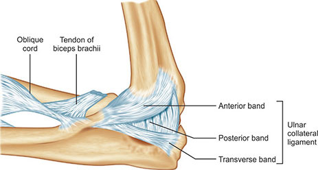Medical illustration showing the anterior, posterior, and transverse bands of the ulnar collateral ligament of the elbow
