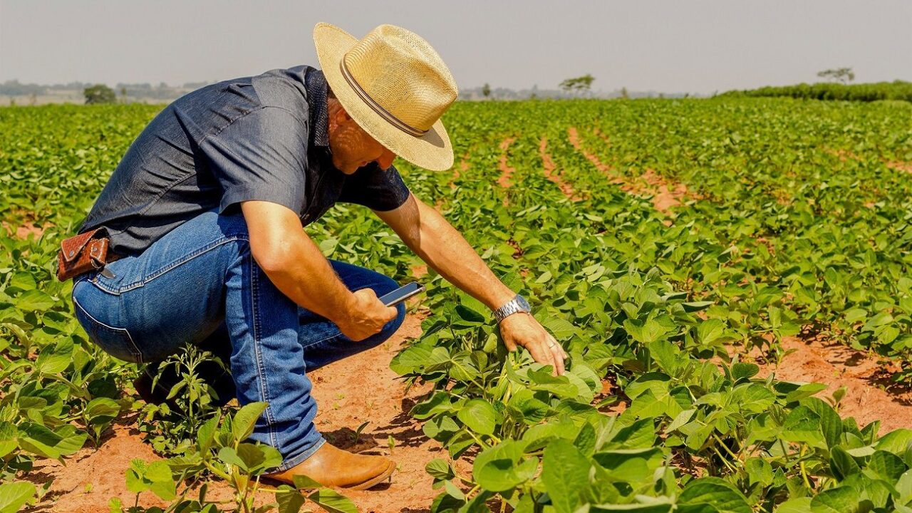 Técnico agrícola realizando monitoramento de pragas na lavoura com tablet