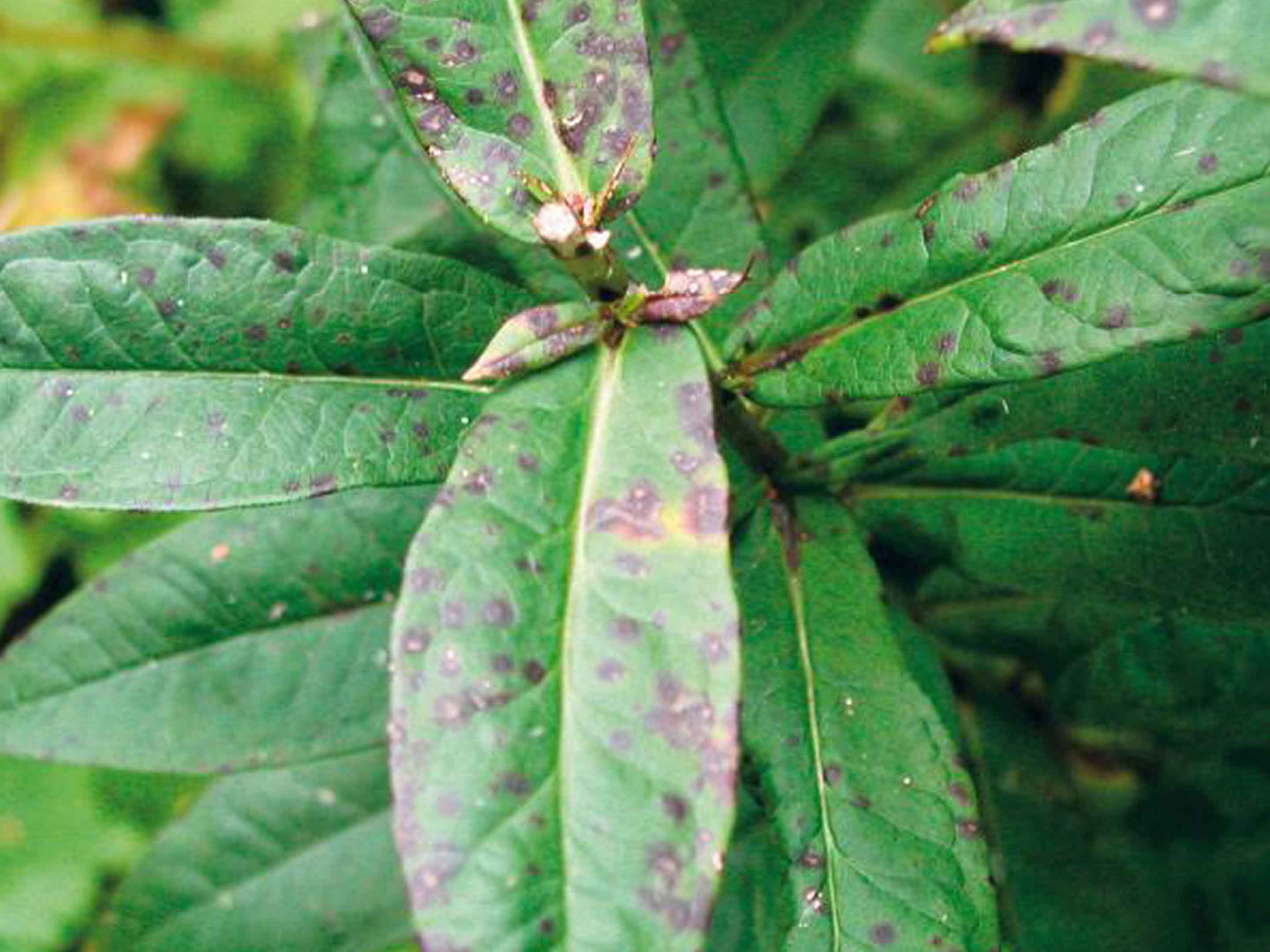 Folhas com danos causados por ácaros e outras pragas agrícolas