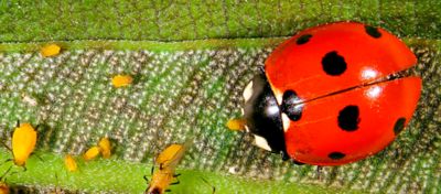 Pulgões em folha de planta sendo controlados por joaninha - controle biológico