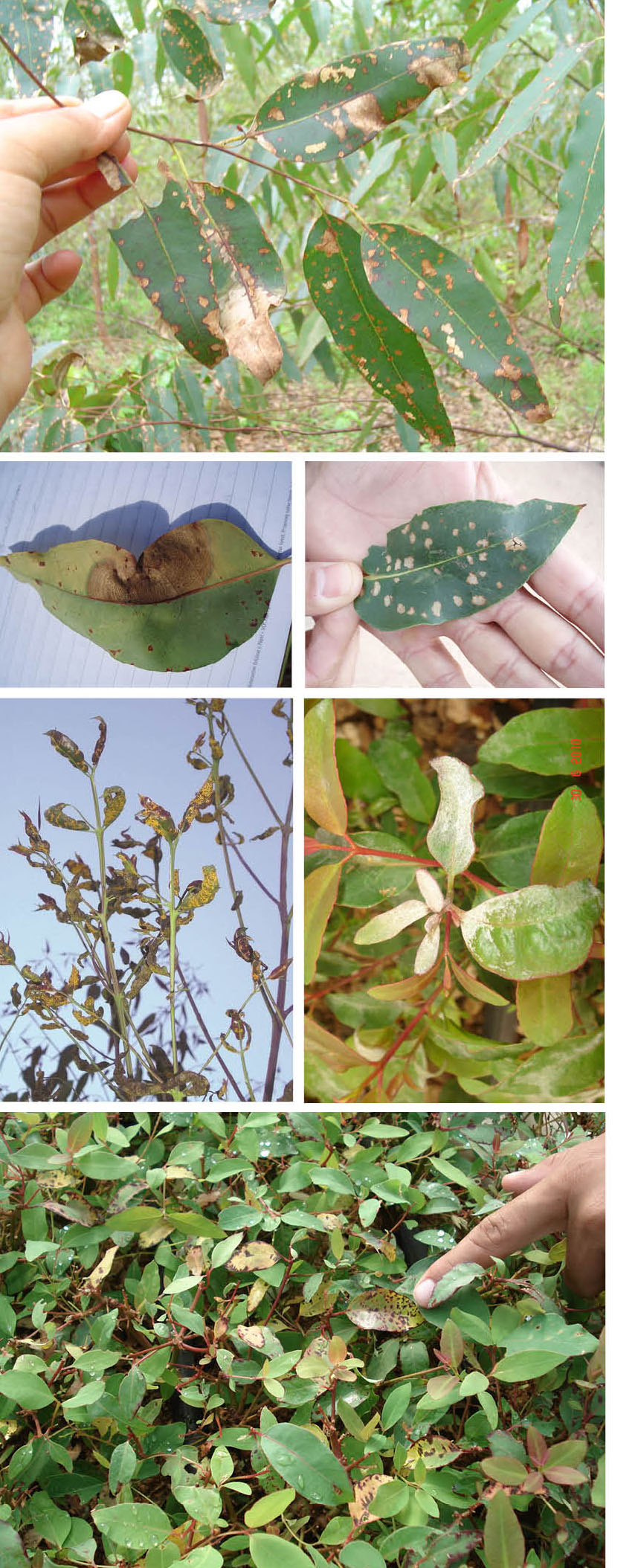 Folhas com sintomas de oídio e outras doenças fúngicas