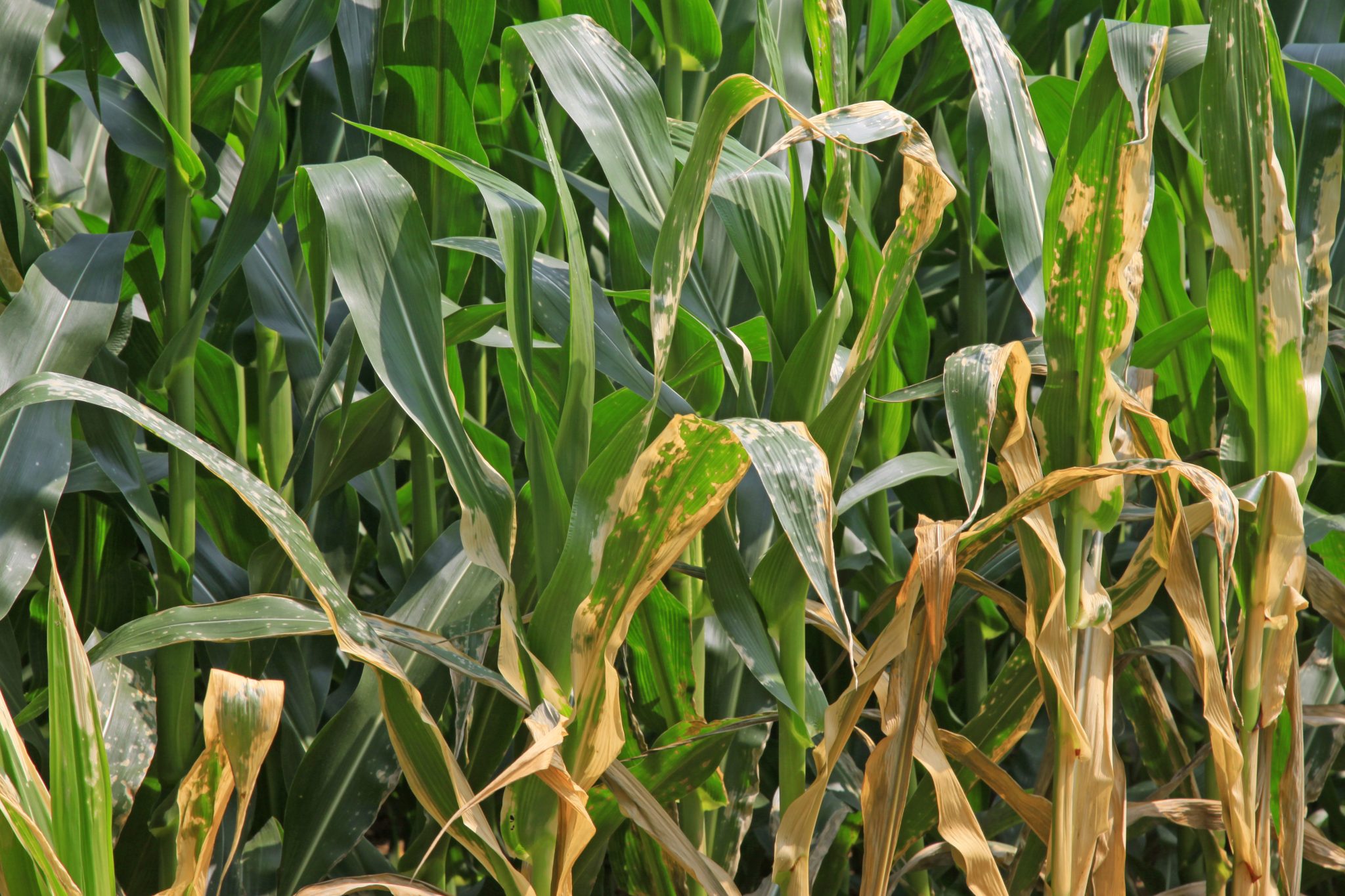 Plantas de milho com sintomas de doenças foliares e podridão