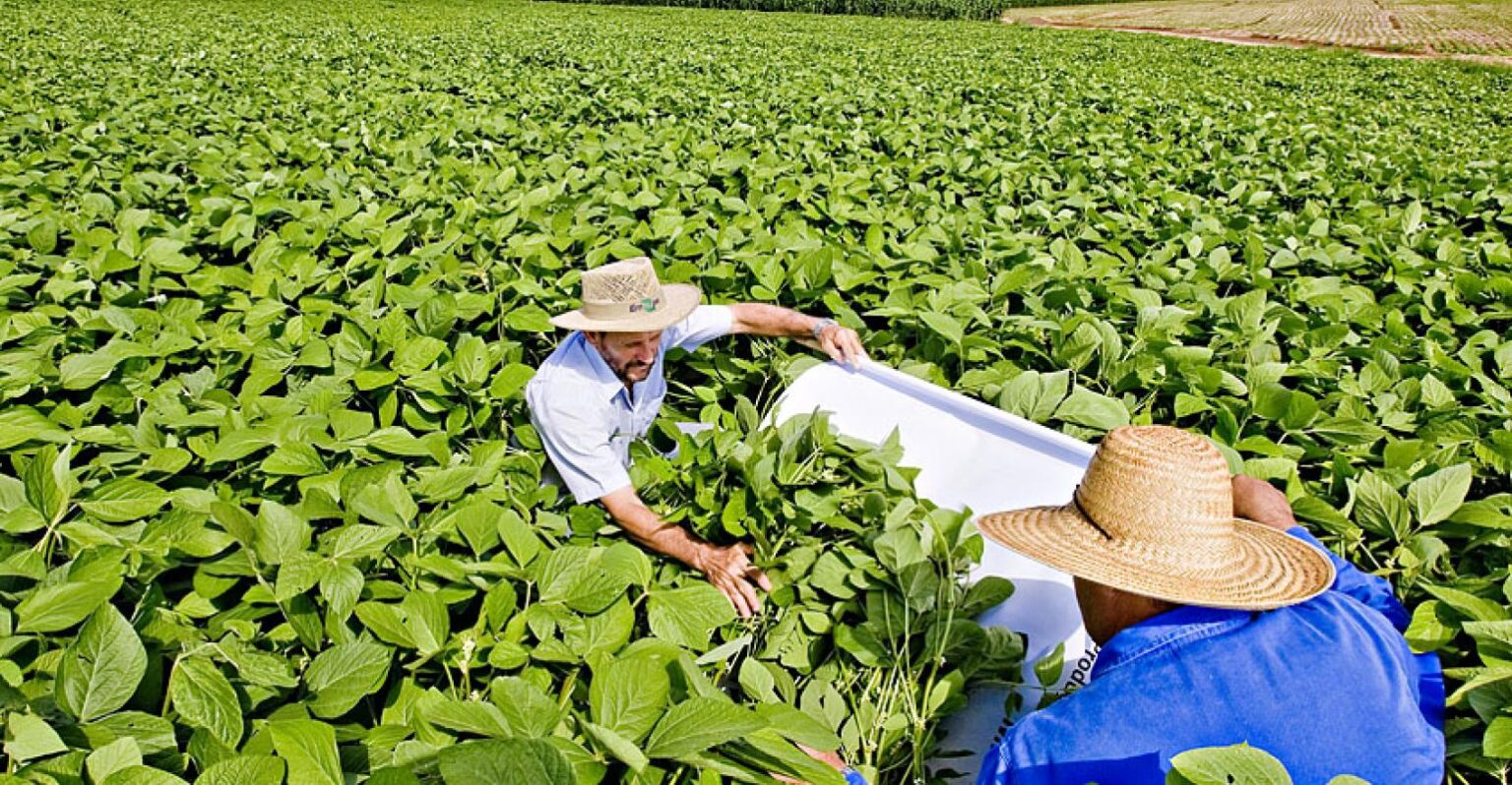 Agricultores realizando monitoramento de lavoura para controle de pragas e doenças