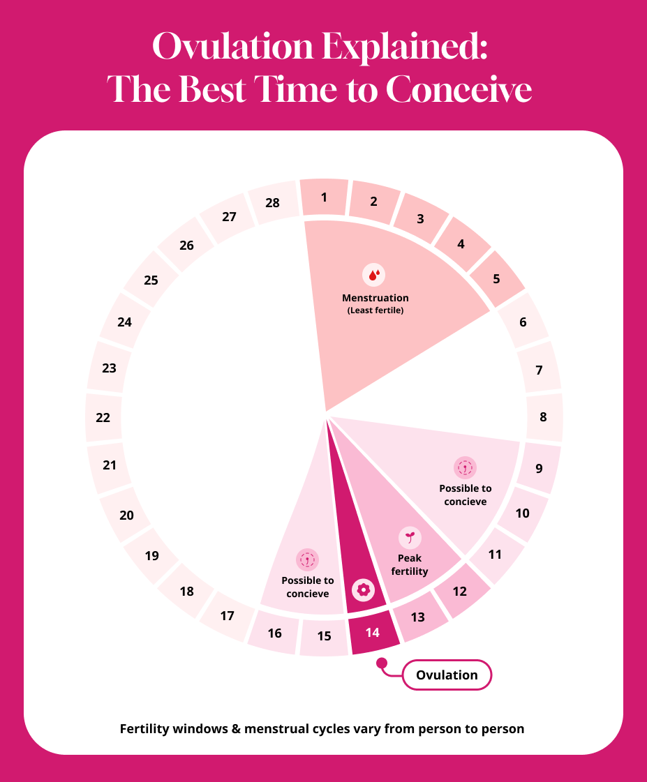 Masa Ovulasi dan Waktu Terbaik untuk Konsepsi