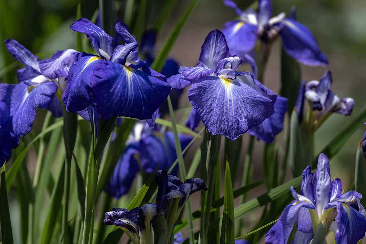 Flores azul violeta de lirio japon&eacute;s (Iris ensata) sobre hojas en espada