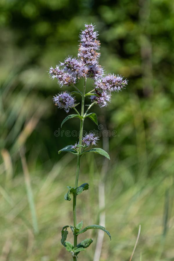 Tallo florido de menta acu&aacute;tica (Mentha aquatica) con inflorescencias lilas