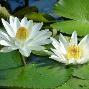Flores blancas fragantes de Nymphaea odorata