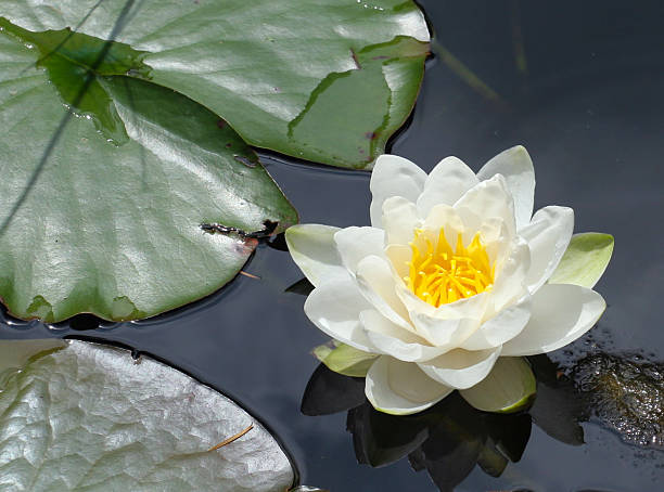 Gran flor blanca de Nymphaea Gladstoniana
