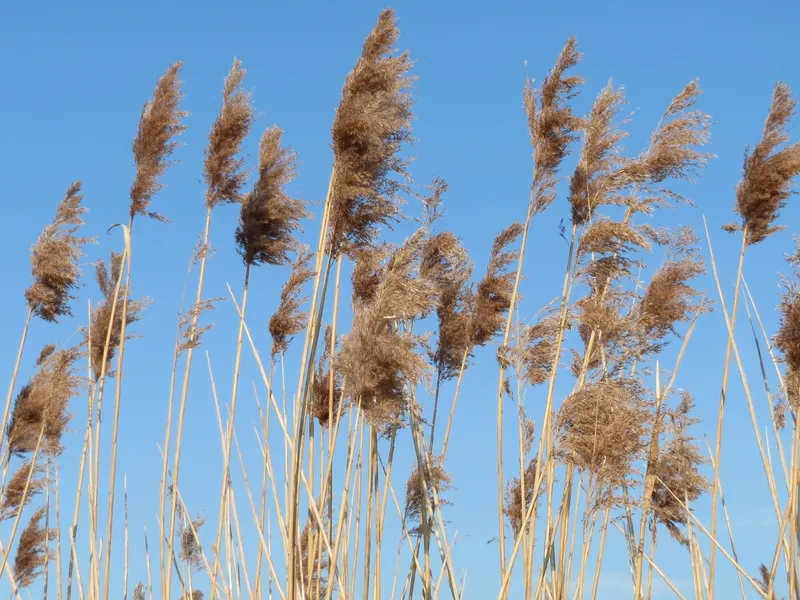 Pan&iacute;culas plumosas de carrizo com&uacute;n (Phragmites australis) contra el cielo