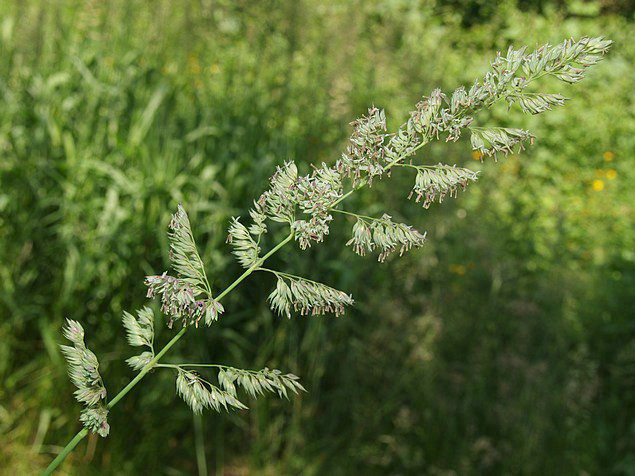 Pan&iacute;cula de alpiste de ca&ntilde;a (Phalaris arundinacea) sobre fondo verde