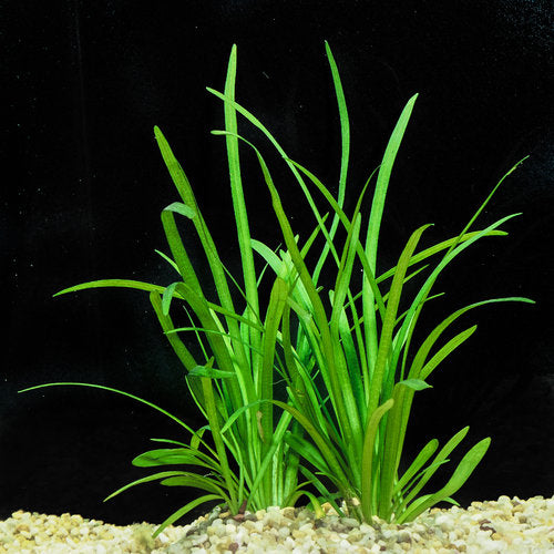 Mata de sagitaria enana (Sagittaria subulata) con hojas acintadas