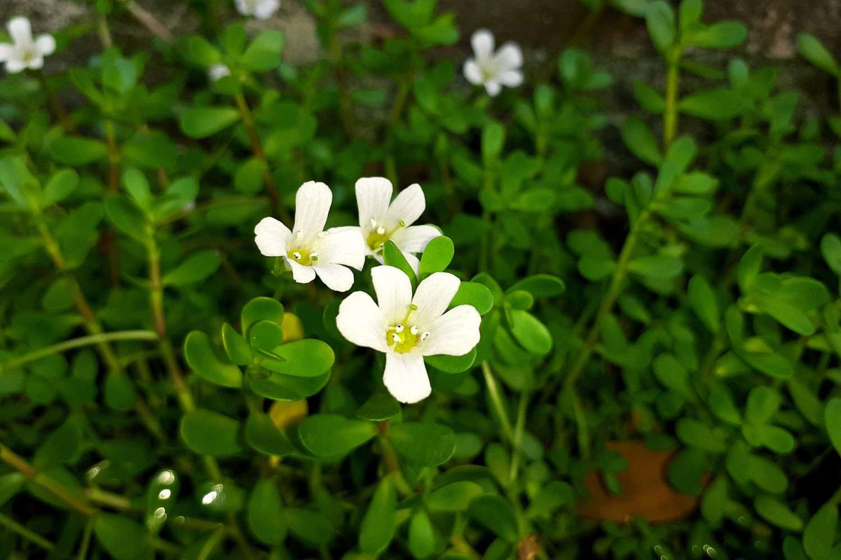 Mata de bacopa (Bacopa monnieri) con flores blancas y hojas carnosas