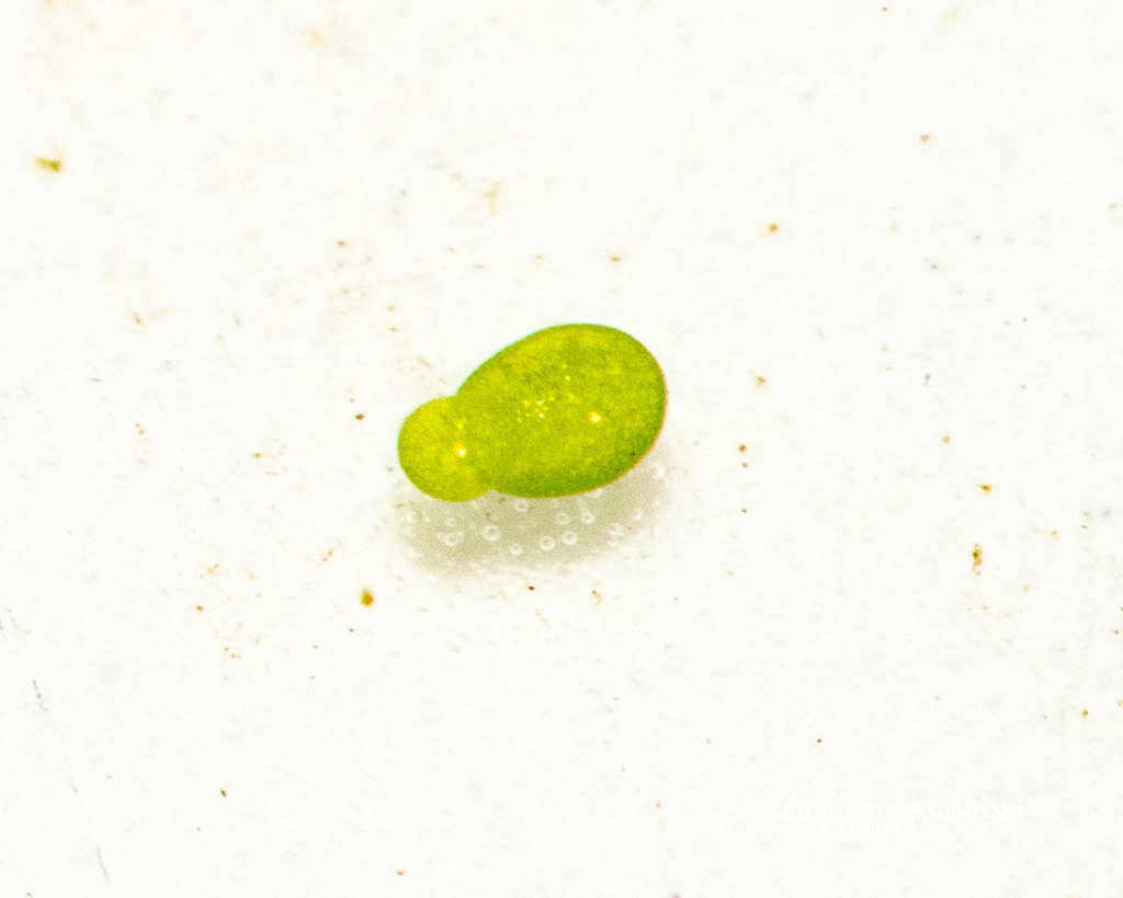 Wolffia sp. (water meal) junto a regla - Texas A&M AquaPlant