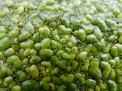 Lemna disperma entre Wolffia - New Zealand Plant Conservation Network
