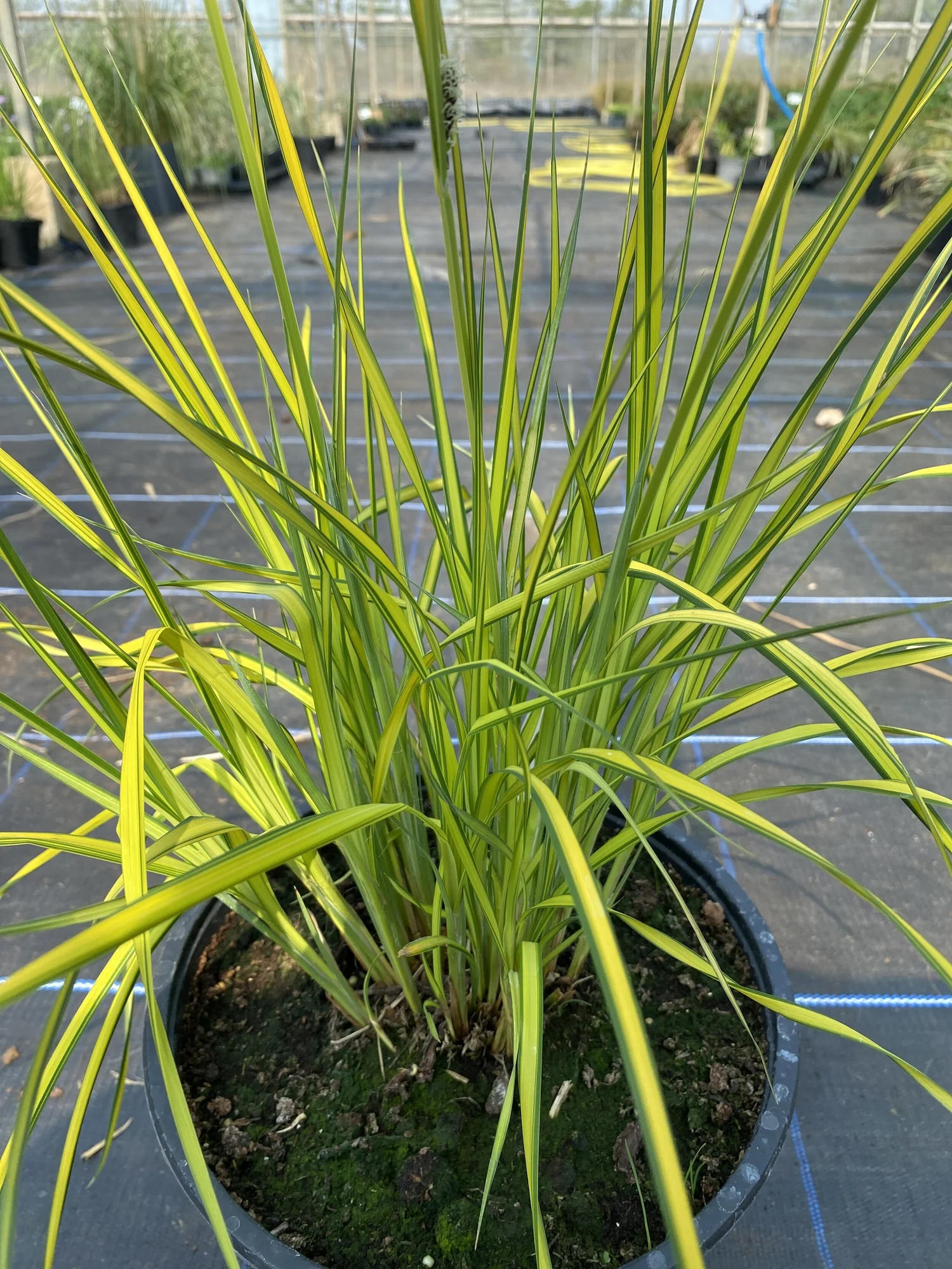 Mata de c&aacute;rice dorada (Carex elata Aurea) con follaje amarillo brillante