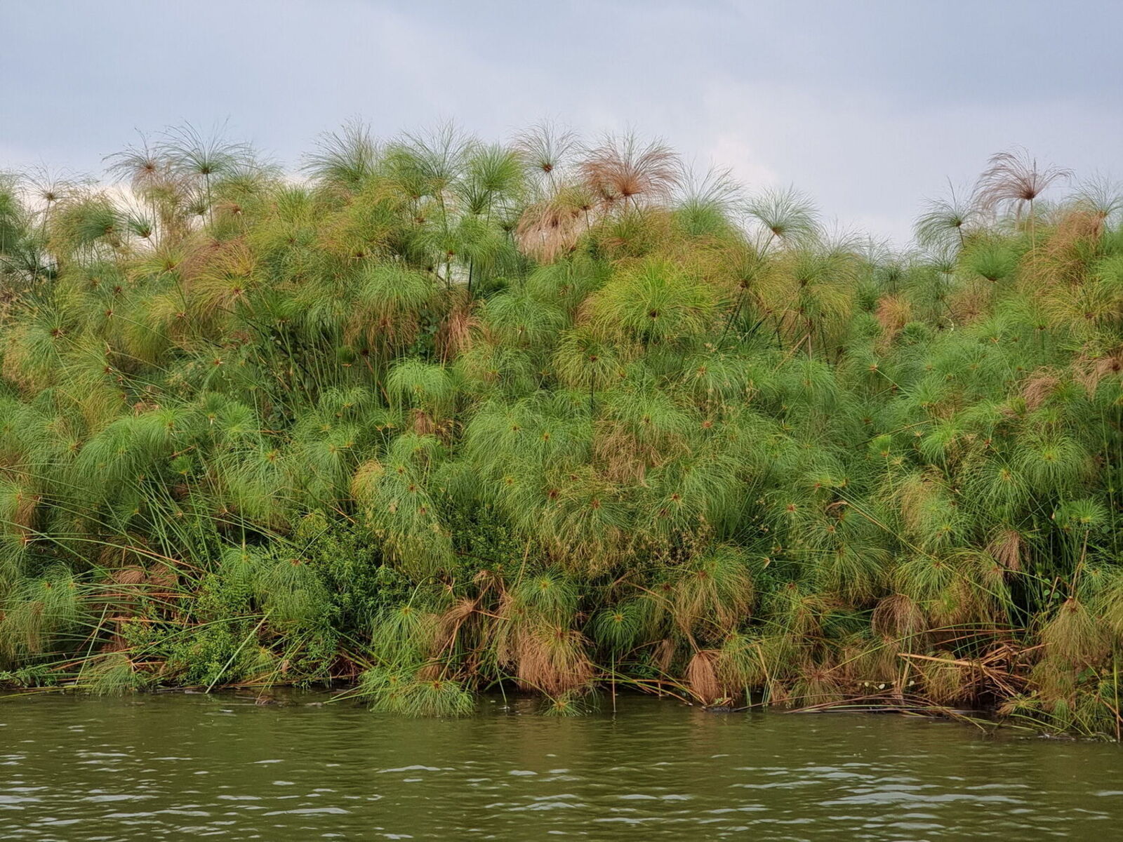 Mata de papiro (Cyperus papyrus) con umbelas plumosas al borde del agua