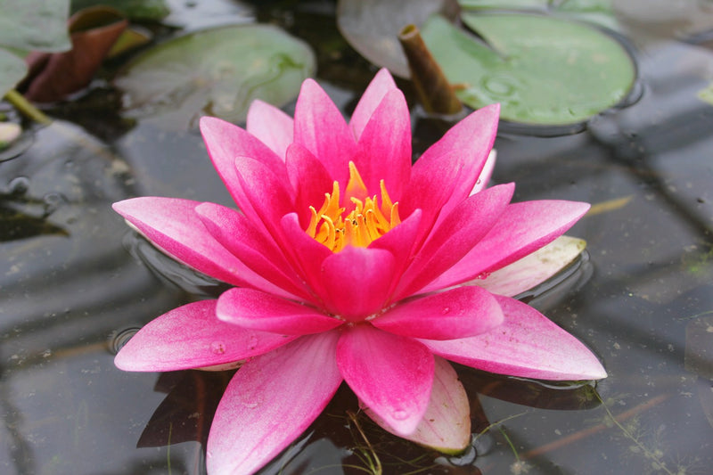 Flor rojo granate de Nymphaea Attraction