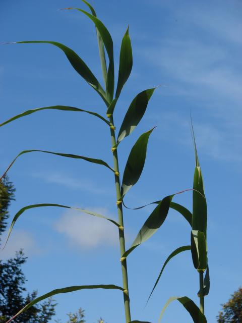 Mata de ca&ntilde;a de Castilla (Arundo donax) con plumas al atardecer