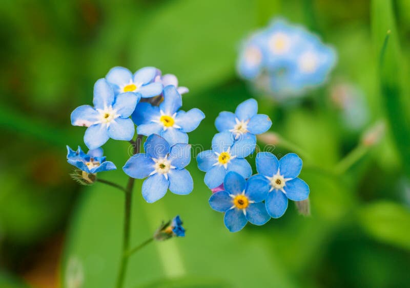 Flores azules de miosotis palustre (Myosotis scorpioides)