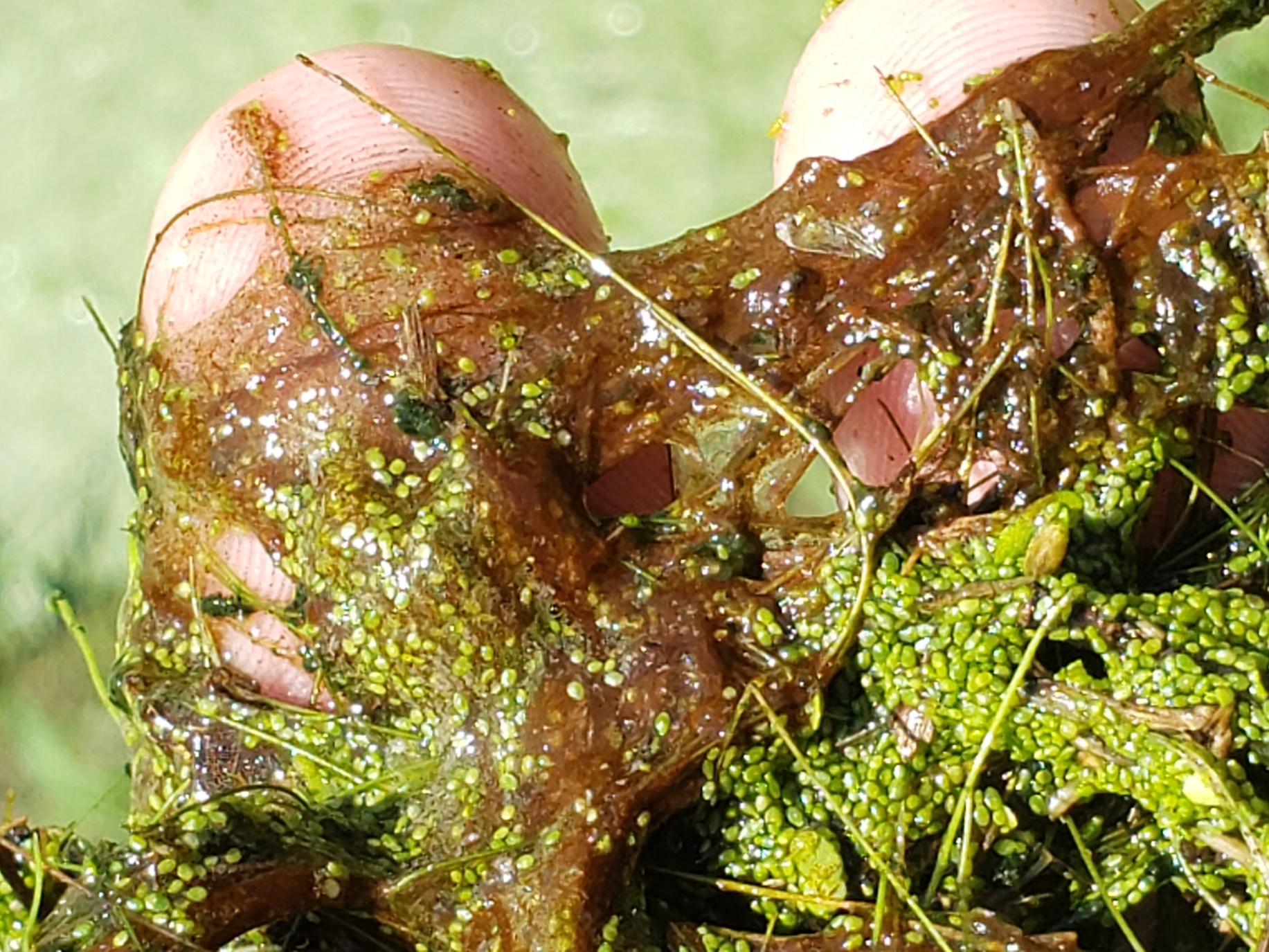 Wolffia sp. (watermeal) - aspecto del genero - Clemson AquaPlant