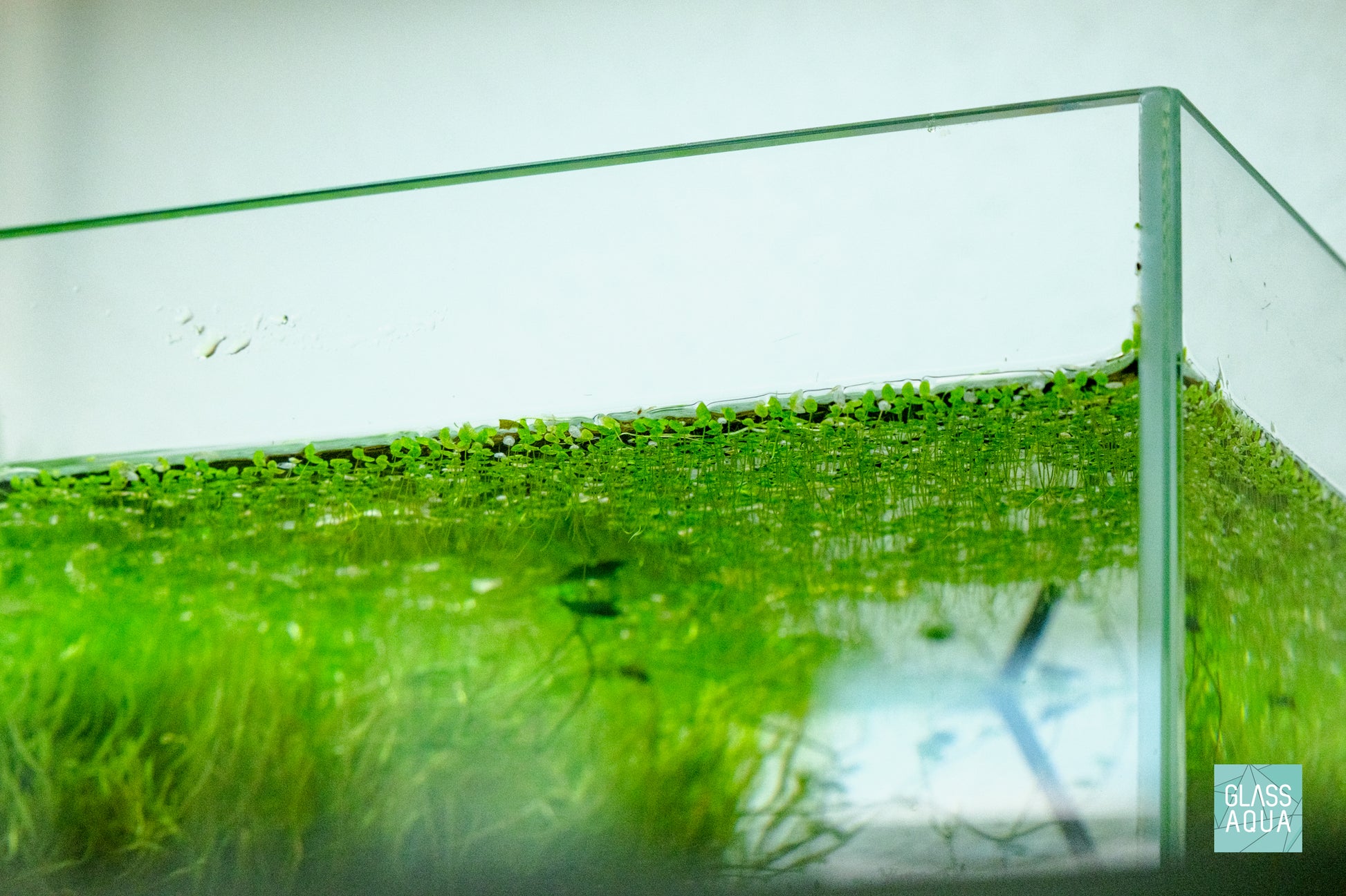 Lemna sp. en acuario - aspecto del genero en cultivo - foto real