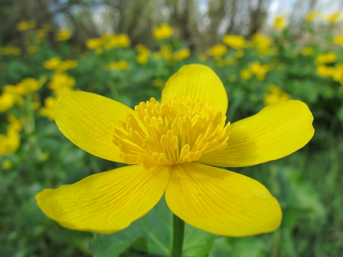 Flor amarilla brillante de calta palustre (Caltha palustris) entre hojas redondeadas