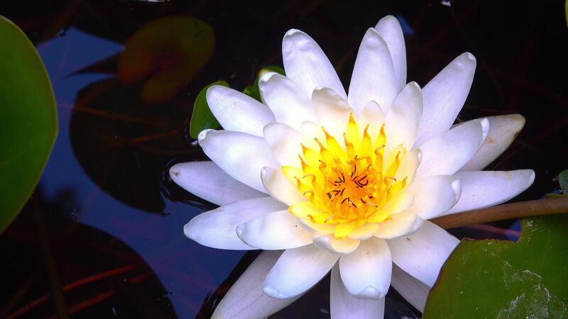 Flor blanca de Nymphaea alba con estambres amarillos