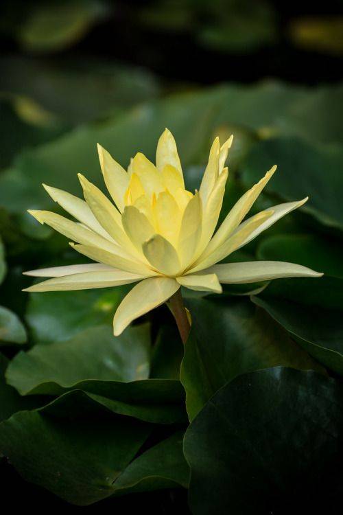 Flor amarillo palido de Nymphaea mexicana