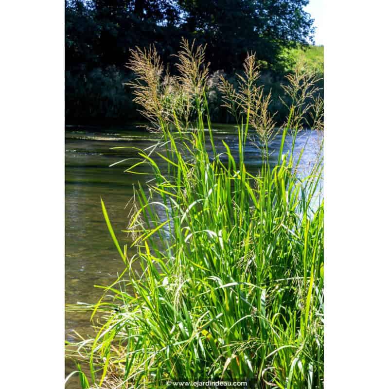 Mata de espiga de agua (Glyceria maxima) florecida al borde de un estanque
