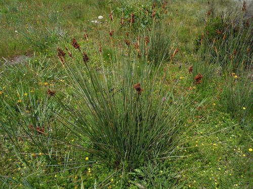 Mata de junco espinoso (Juncus acutus) con inflorescencias rojizas