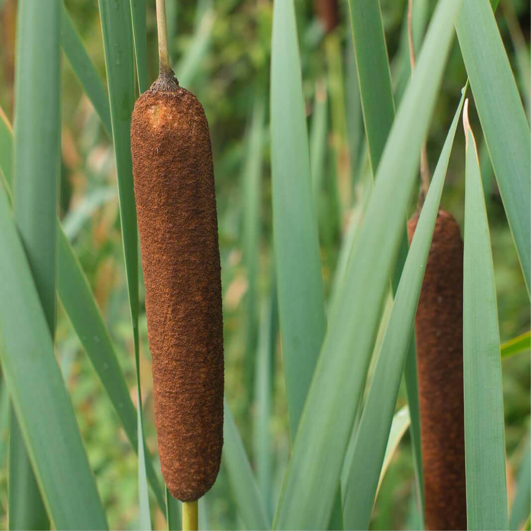 Espigas marrones de anea de hoja ancha (Typha latifolia) entre hojas en espada