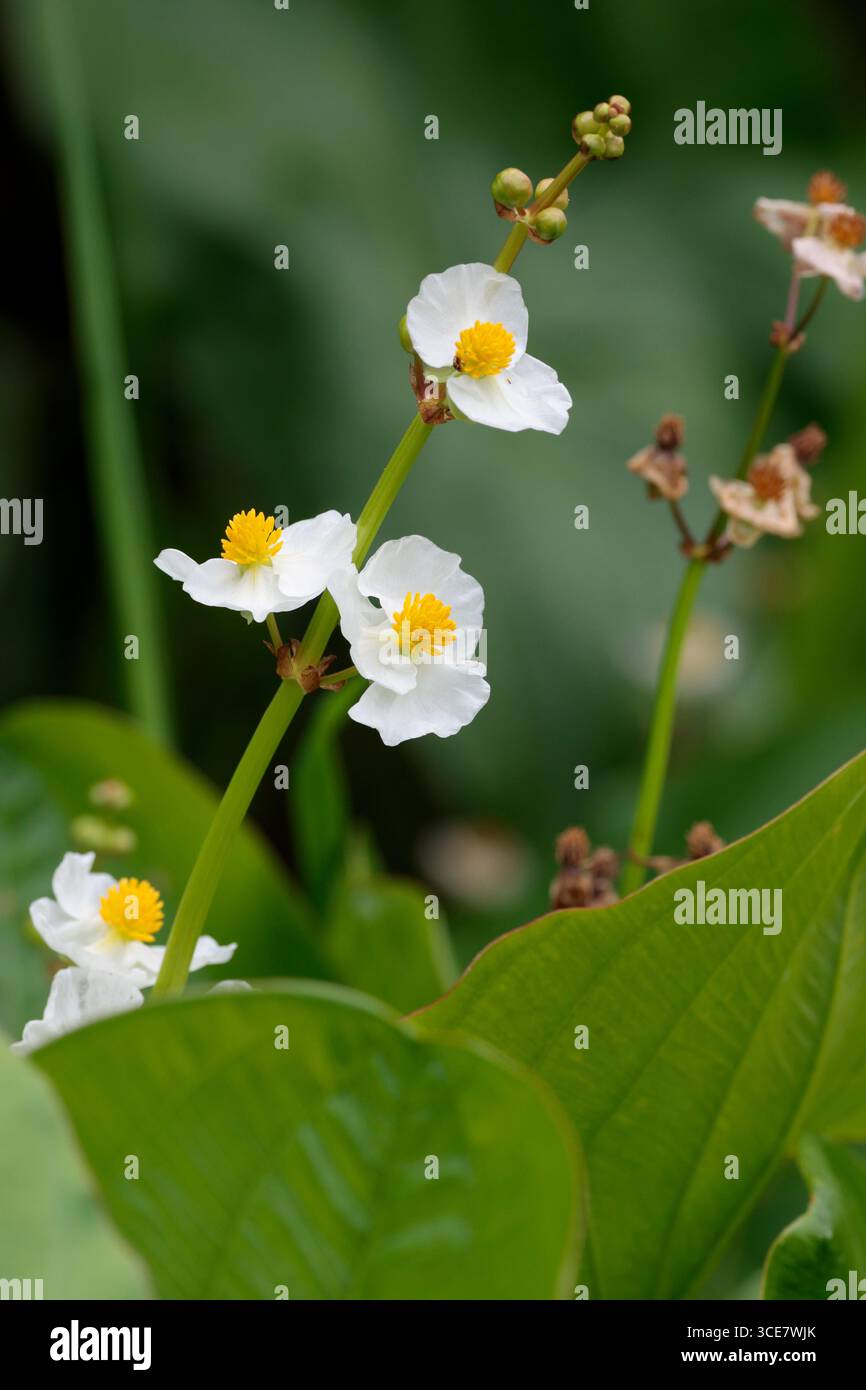 Flores blancas con centro amarillo de sagitaria (Sagittaria sagittifolia)