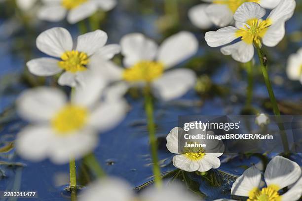 Flores blancas de ranunculo acuatico (Ranunculus aquatilis) sobre la superficie