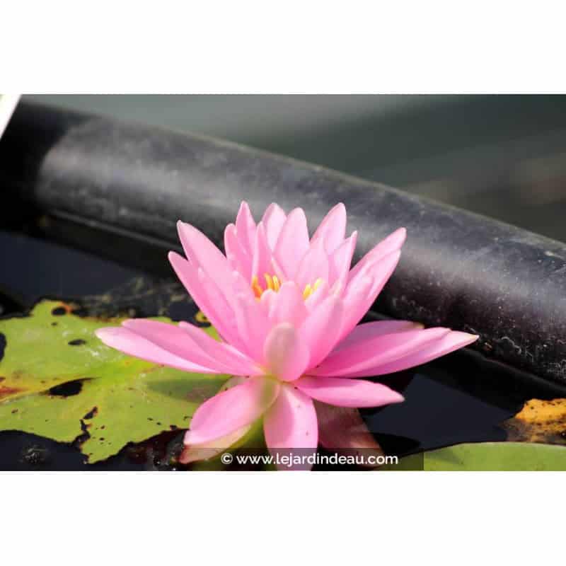 Flor rosa vivo de Nymphaea Rose Arey
