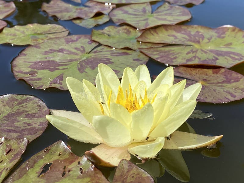 Flor amarillo palido de Nymphaea Marliacea Chromatella con hojas moteadas