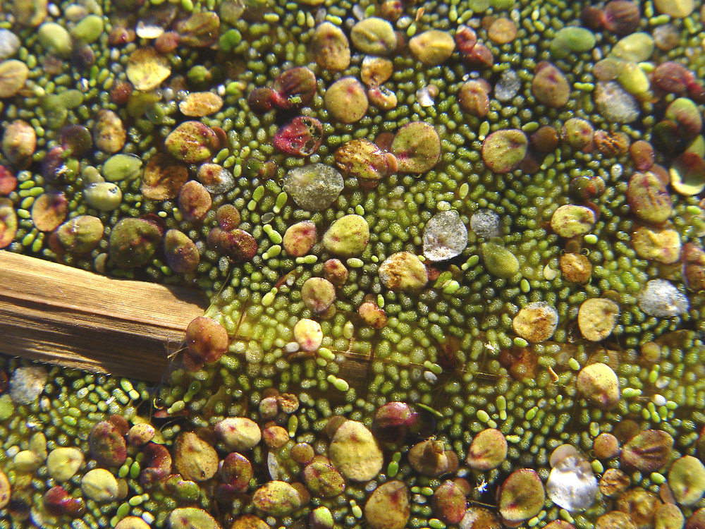 Wolffia sp. (water-meal) - aspecto del genero - Go Botany