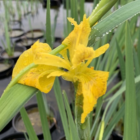 Flor amarilla de lirio de agua (Iris pseudacorus) con gotas de roc&iacute;o