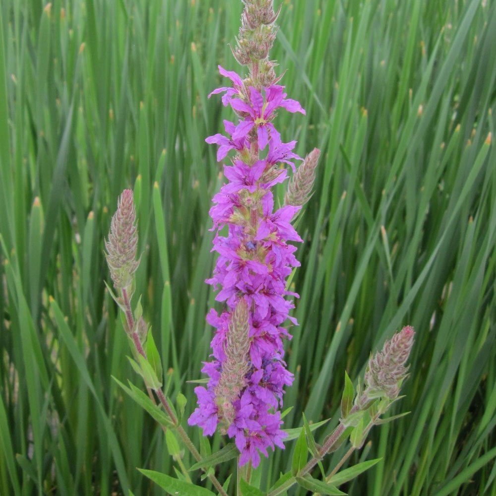 Espiga magenta de salicaria (Lythrum salicaria) sobre fondo de hojas