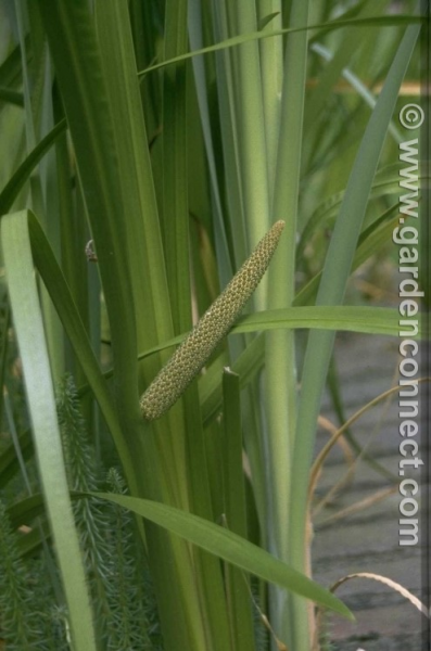 Espadice verde del c&aacute;lamo arom&aacute;tico (Acorus calamus) entre hojas en espada