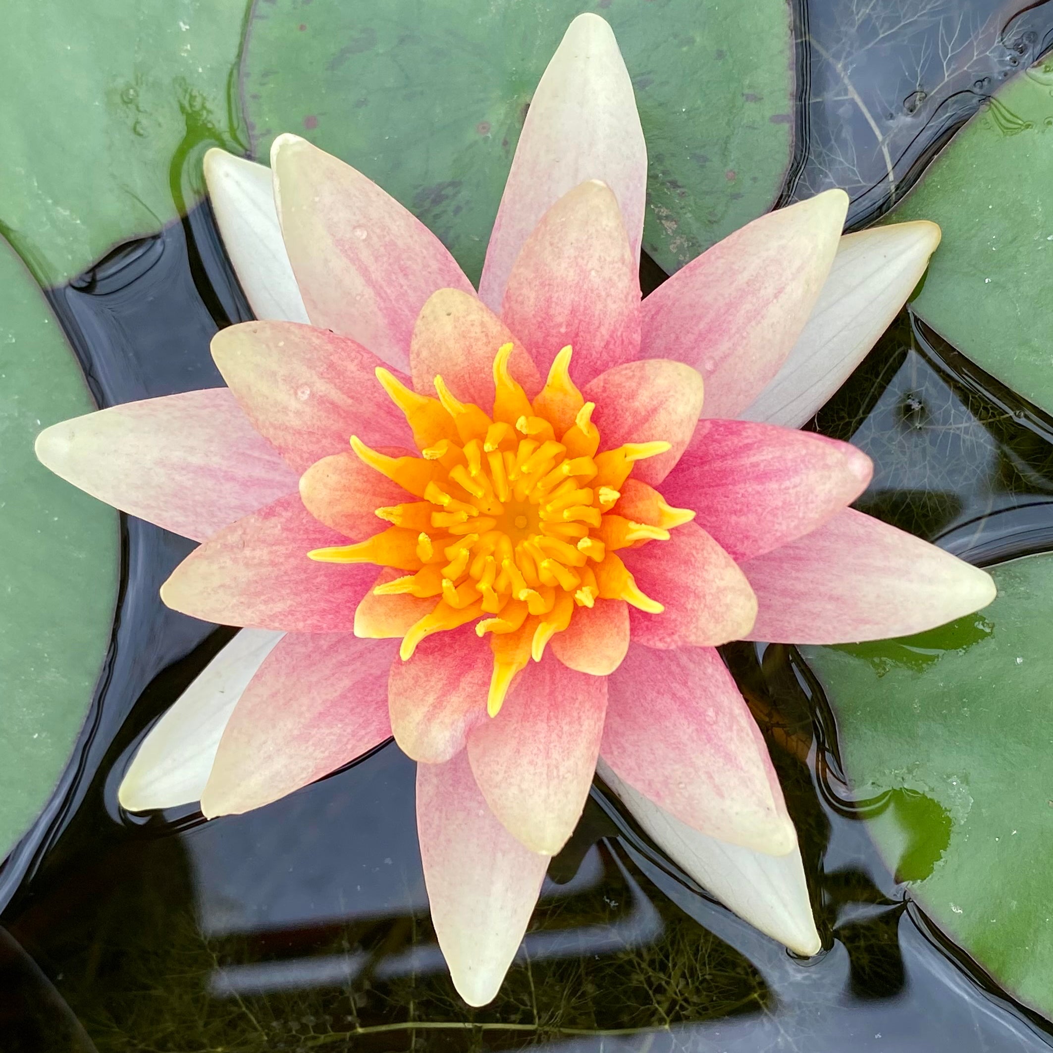 Flor cambiante rosa y albaricoque de Nymphaea Aurora